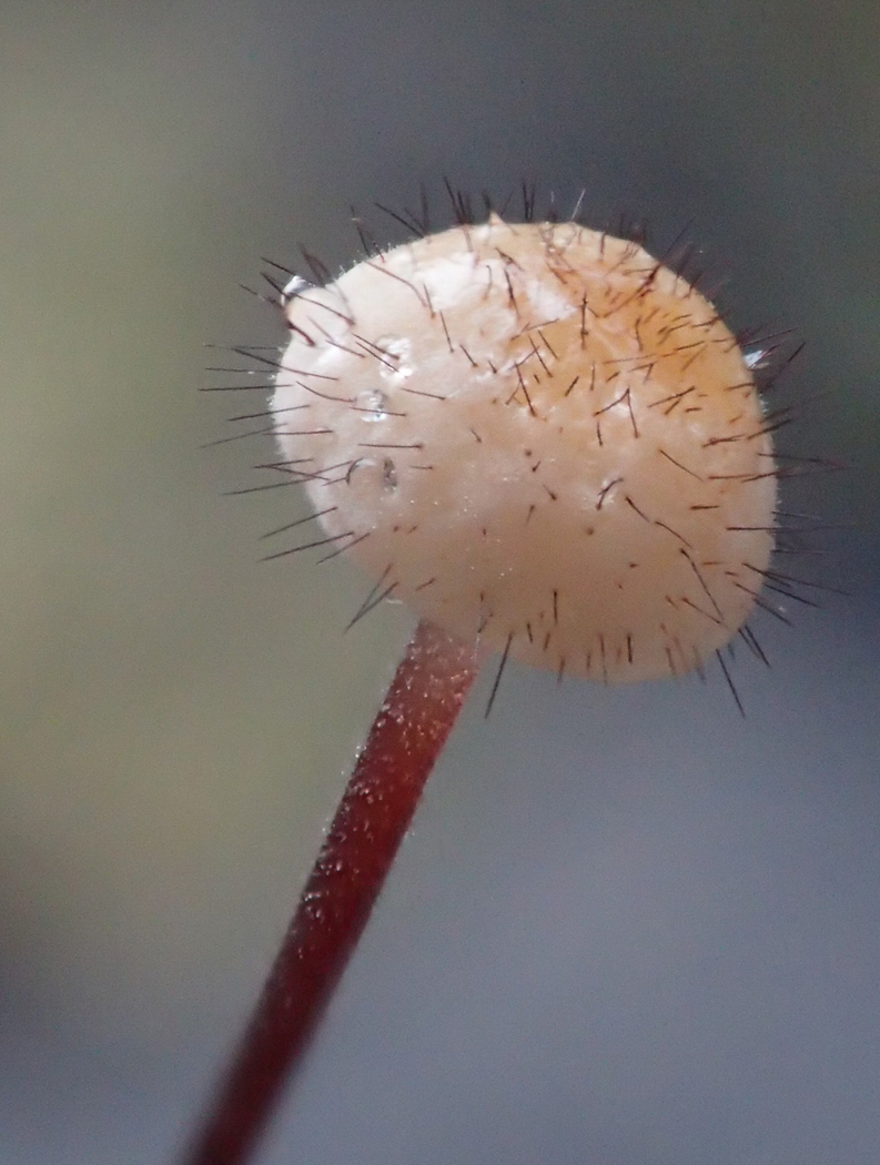 Photo © Sarah Ebdon Marasmius hudsonii by Sarah Ebdon